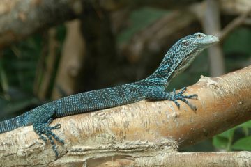 varan-bleu3
