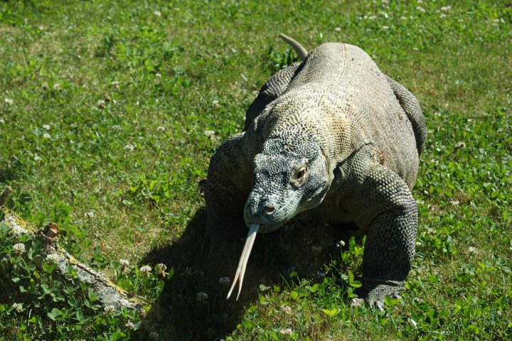 varan de Komodo
